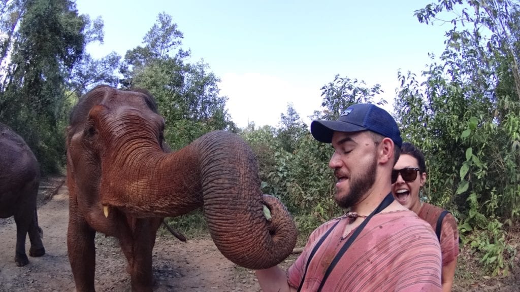 elephant nature park feeding