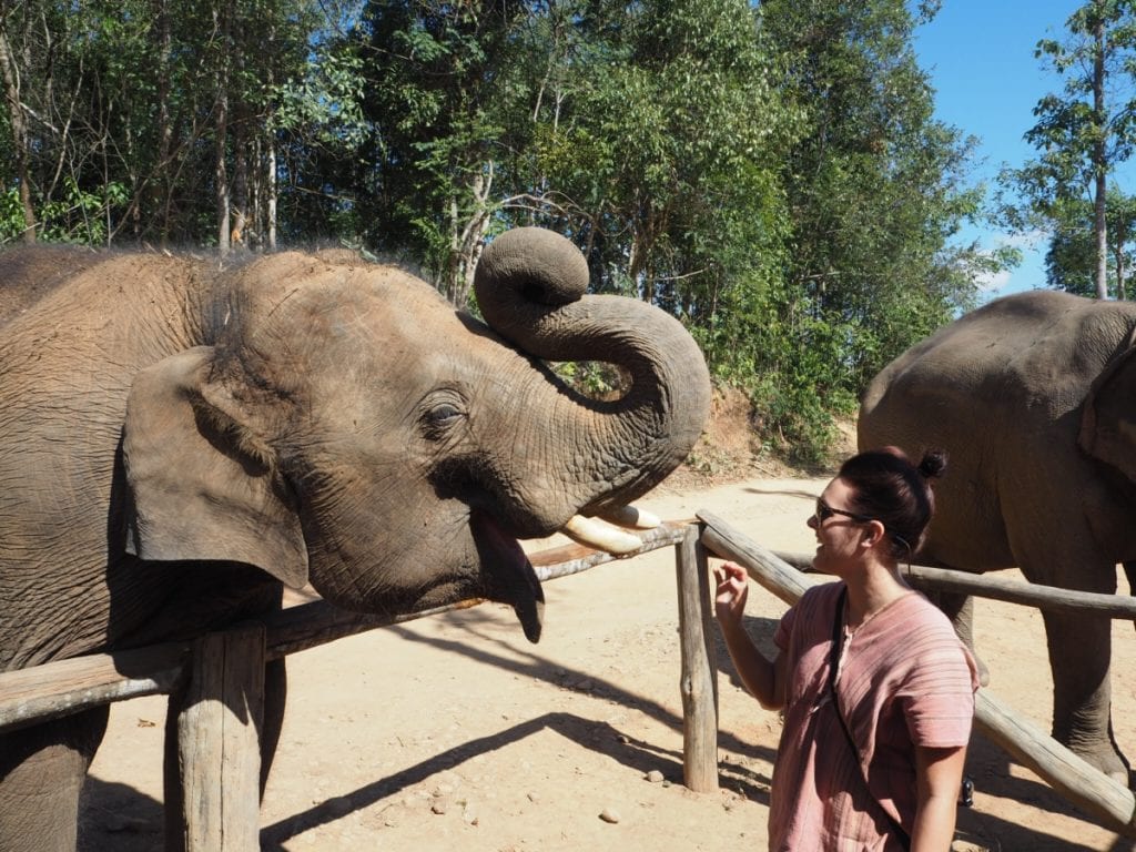 feeding elephants at an elephant sanctuary in Chiang mai 