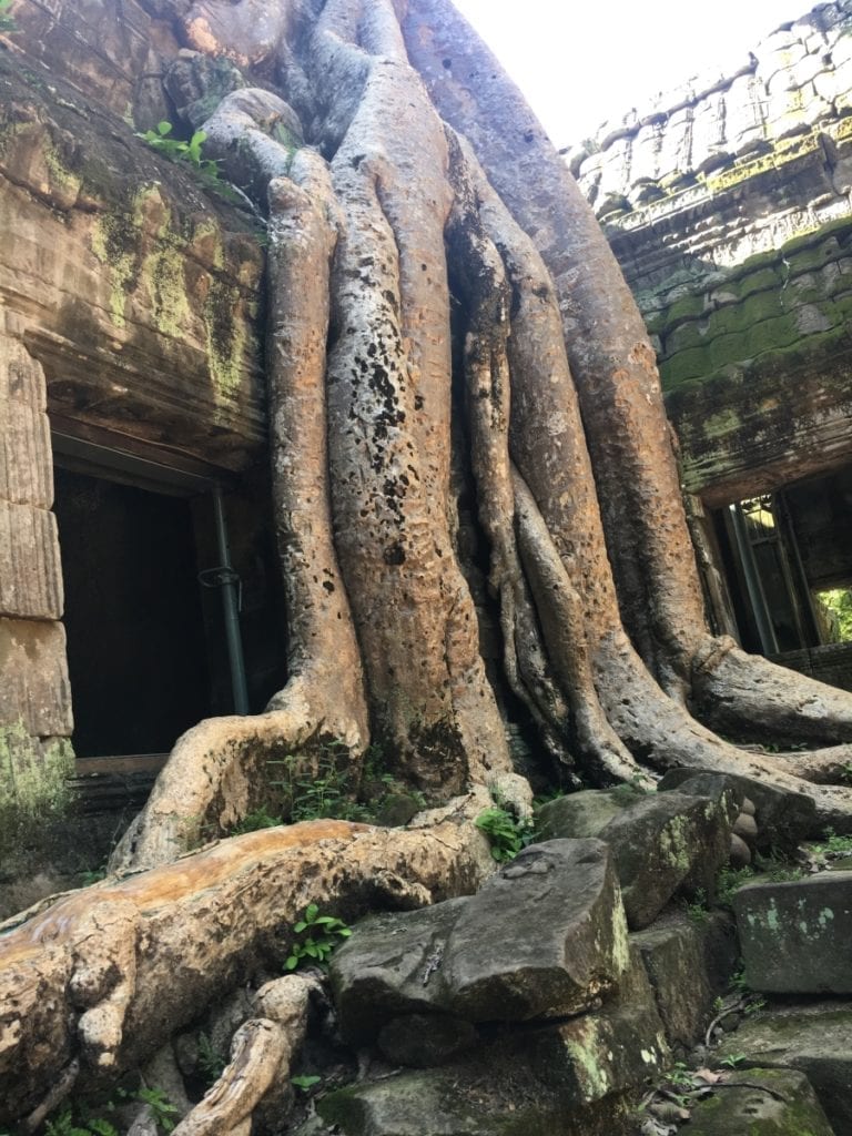 The roots of Ta Phrom