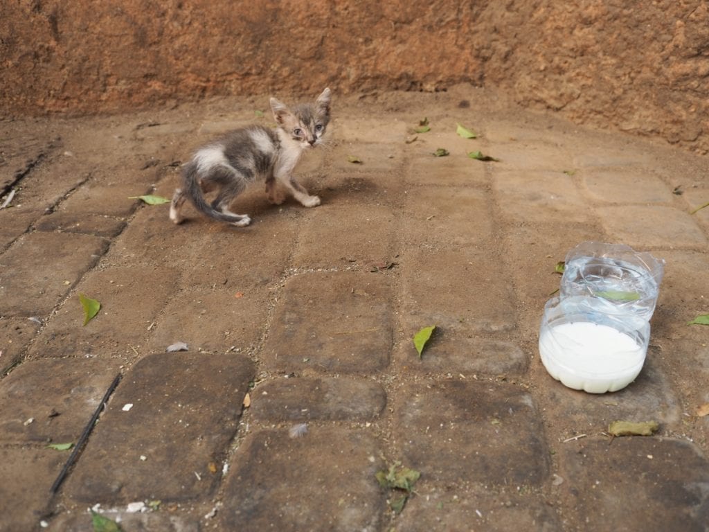 A small Morocco kitten 
