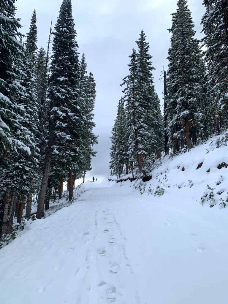 Snowy forest Telluride hikes