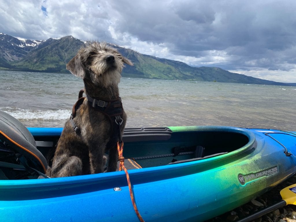 Huey's Dog Friendly Activity on Jackson Lake