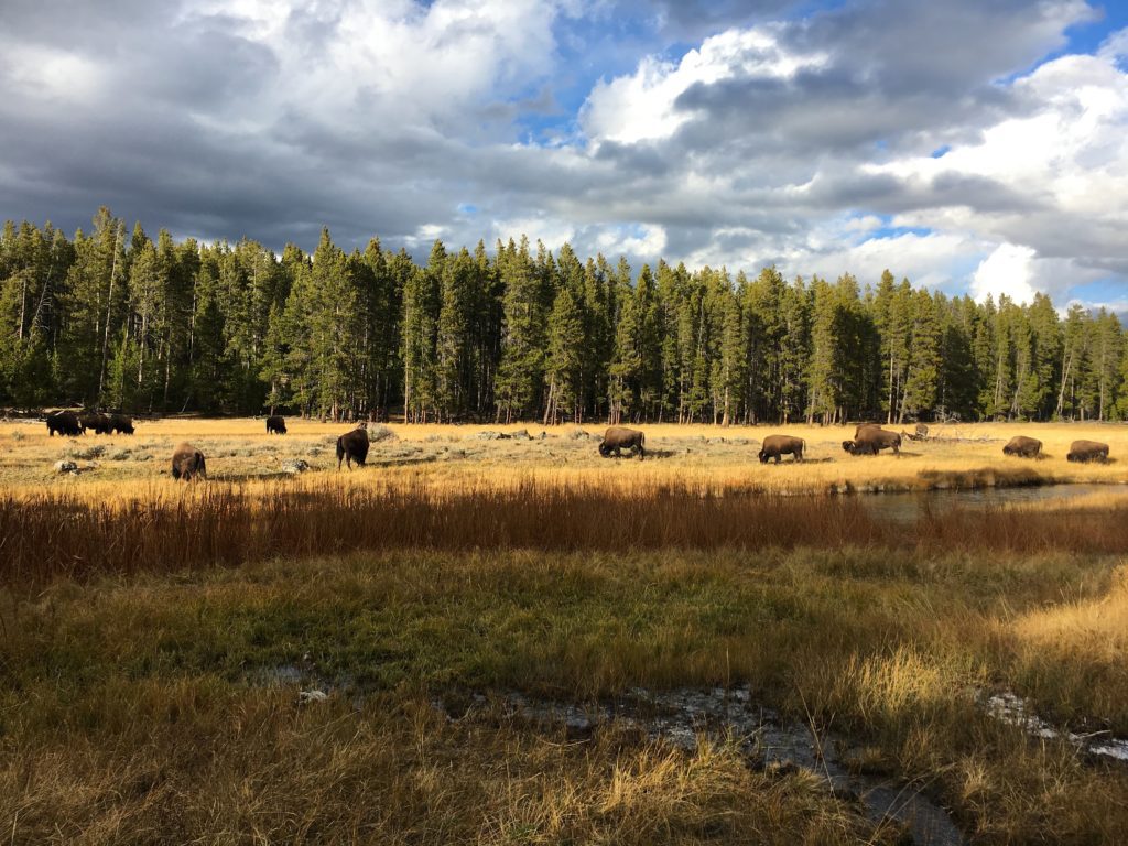 Bison'a grazing in a field