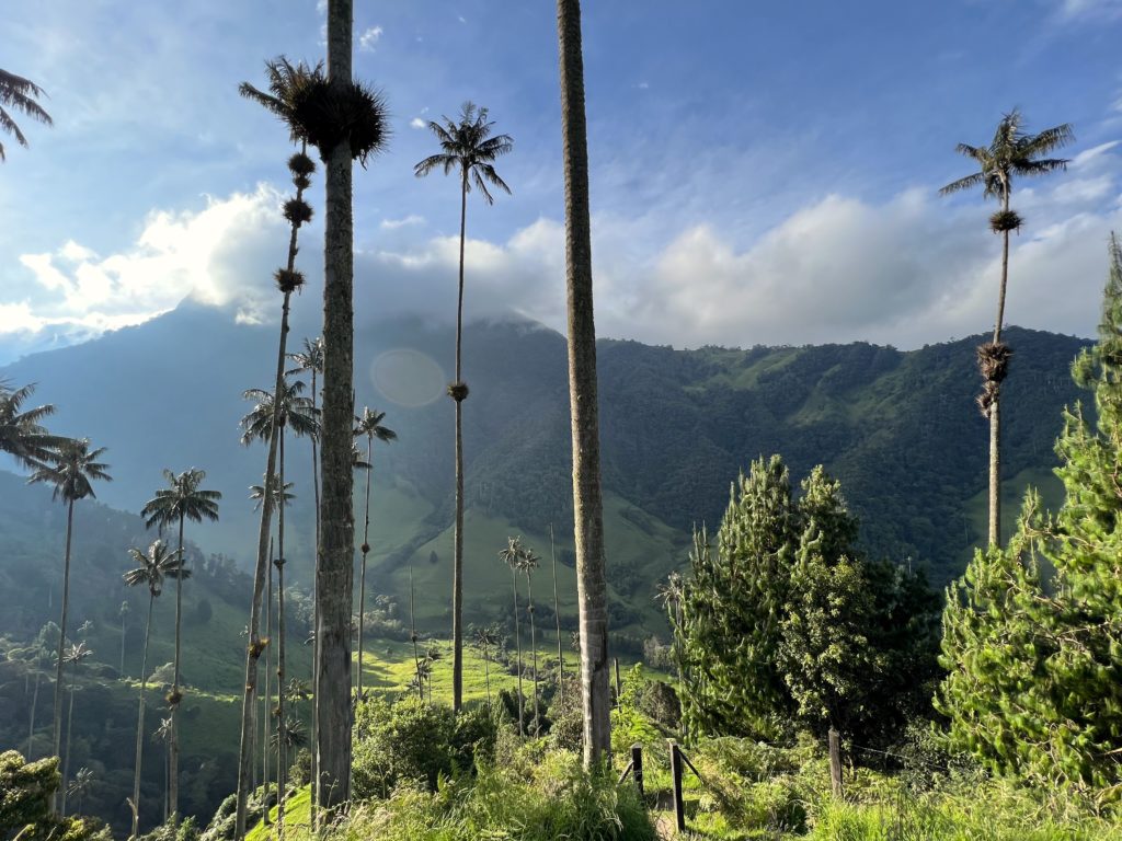 Valley of Palms in Cocora Valley