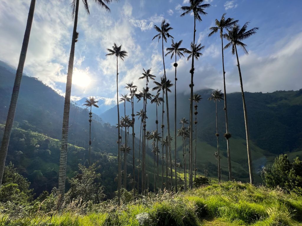 Wax Palms of Cocora Valley from Mirador 2