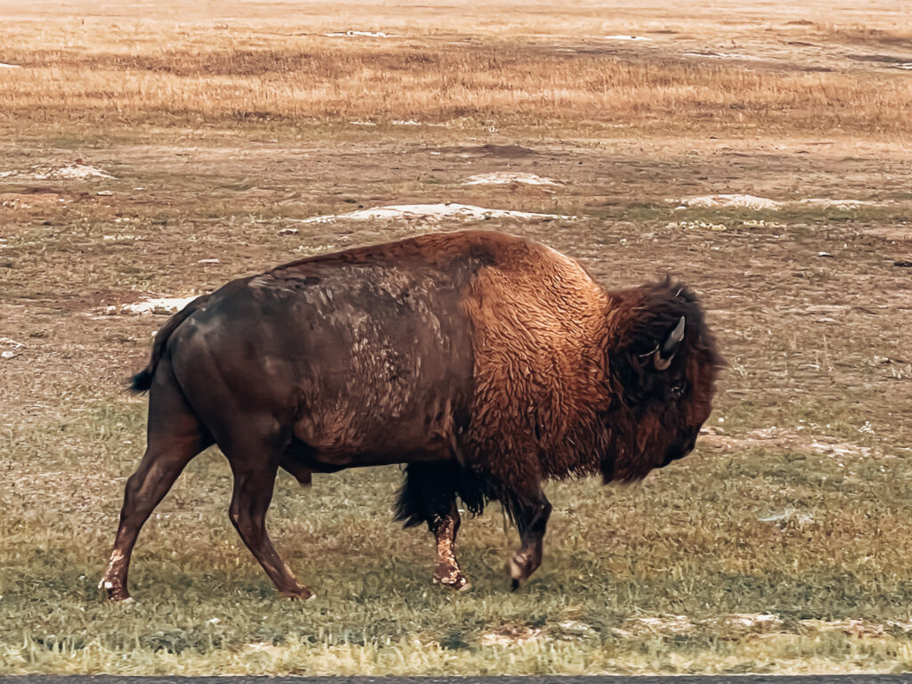 Bison in South Dakota