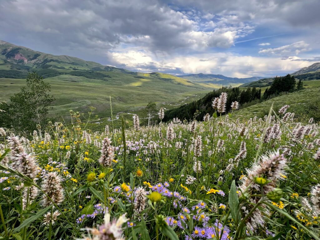 Wildflowers in Crested Butte Colorado 