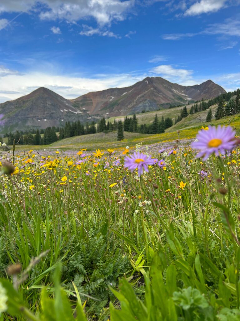 Wildflowers on Scrap Ridge Trail